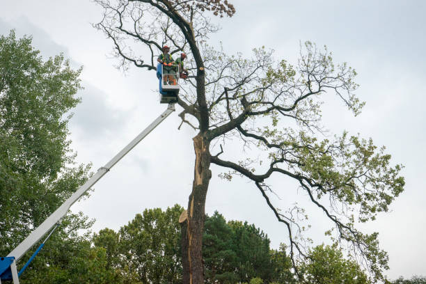 Best Arborist Consultation Services  in Hopewell, VA